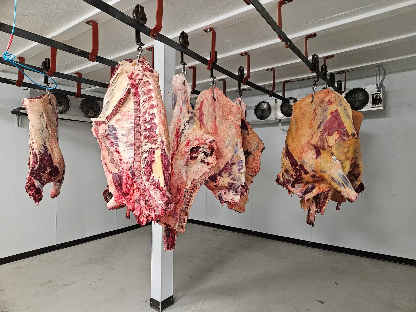 Beef and buffalo carcasses in cold storage at H&M Custom Meat