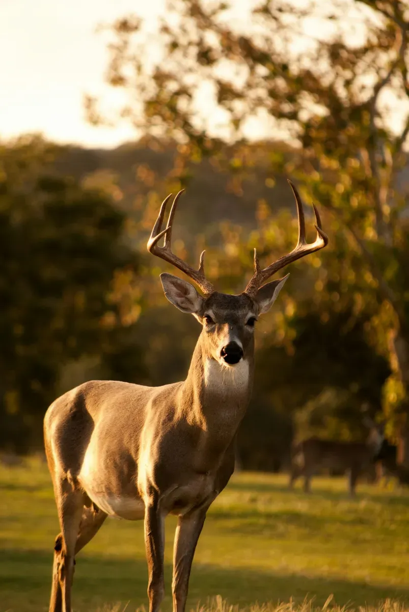 Wild deer — game processing service in Eastern Washington